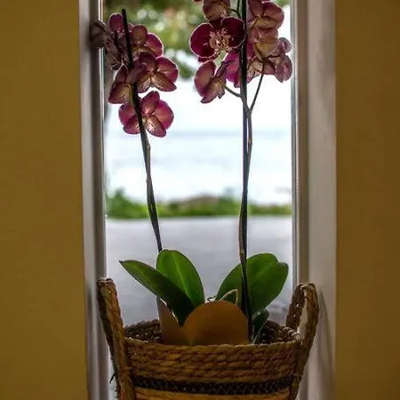 Theofilia Sea Side *